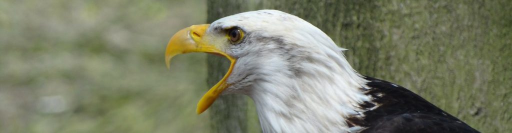 Eagle Engineering Butte Montana USA
